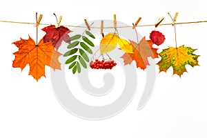 Banner of autumn yellow, orange and red maple leaves and fruits isolated on white background