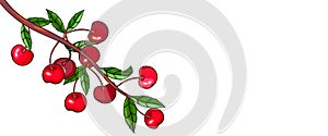Banner background with cherry berries on branch, hand drawn vector illustration isolated.