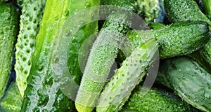 Banner background green whole cucumbers, top view, agriculture and crop concept, diet and consumption of organic