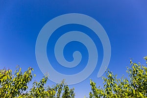 Banner, background image with blue sky, picture of green plants below, pollution free sky
