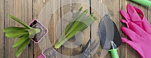 banner with backyard vegetable garden planting concept with copy space. shovel, green seedlings, hoe, rake and purple