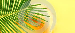 Banner of Banana with palm leaf with waterdrop on yellow paper background