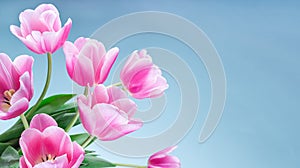 Banner with beautiful pink white tulips on blue background, horizontal, copy space, side view