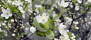 Banner with beautiful spring flowers on a tree.