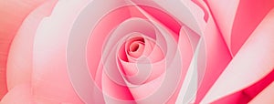 Banner beautiful of sweet color pink roses in soft style for romance background or valentine day