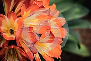 BANNER beauty nature photo background. Clivia miniata Natal bush kaffir lily herb plant Amaryllidaceae. Funnel shaped