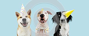 Banner Birthday party dog. Three smiling akita, border collie and american staffordshire wearing a yellow hat. Isolated on blue