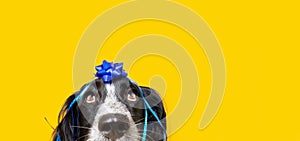 Banner birthday puppy dog present looking up, covered with a blue ribbon and garlands on yellow background