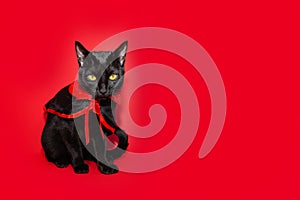 Banner black cat celebrating halloween or carnival wearing a dracula costume. Isolated on red magenta background