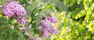 Banner blooming lilac in the garden. Selective focus