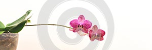 Banner with blooming pink orchid in a flower pot.