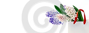 Banner. Blue and pink hyacinths flowers in white gift bag with red tapes on white background