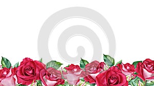 Banner, border with red rose blooms, buds and leaves. Watercolor Illustration isolated on white for cards, invitation
