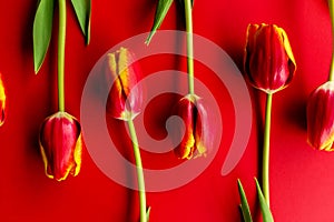 Banner with a bouquet of red tulips on red background. Flat lay with flowers, top view with copyspace. International