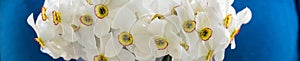 banner of Bouquet of small white daffodil