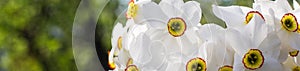 banner of Bouquet of small white daffodil