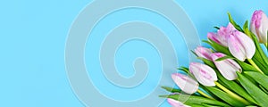 Banner with bouquet of white tulip spring flowers with pink tips in corner of blue background