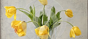 banner with bouquet of yellow tulips on gray textured background. Fading yellow tulips on gray background in transparent