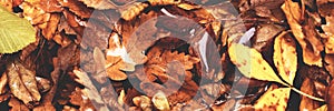 Banner brown colorful fallen autumn leaves