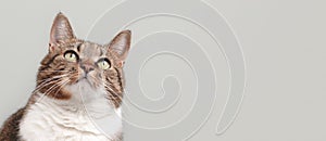 Banner with brown shorthair domestic tabby cat looking up.