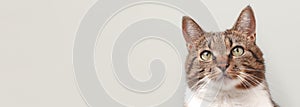 Banner with brown shorthair domestic tabby cat looking up.