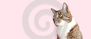 Banner with brown tabby cat looking away in front of pink background.