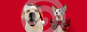 Banner Christmas pets. Labrador retriever dog and sphynx cat wearing a santa claus and and bow tie. Isolated on red background