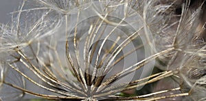 Banner of close up macro of dandelion seed head