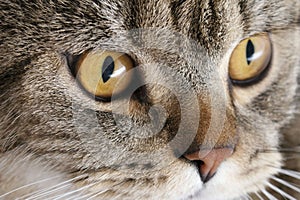 Banner of a close up of a tabby cat face with brown eyes and nose