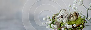 banner of close-up of three Easter quail eggs in a green nest around white spring flowers. Happy Easter concept.