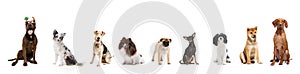Banner. Collage. Dogs of different breeds seating against white studio background. Pets looks healthy and well-grooming.