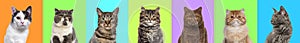 Banner, Collage of multiple cats head portrait photos on a multicolored background of a multitude of different bright colors