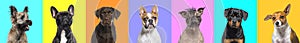 Banner, Collage of multiple dogs head portrait photos on a multicolored bright colors background