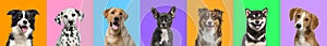 Banner, Collage of multiple dogs head portrait photos on a multicoloured background of a multitude of different bright colours