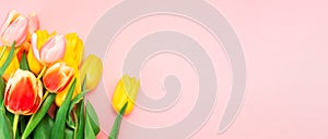 Banner. Colorful Dutch tulips on a pink background. Flat lay. Copy space. The concept of World Women`s Day and Spring Season