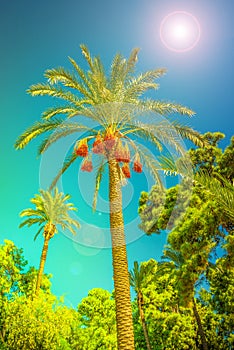 Banner concept with colorful tropical date palm trees with edible sweet fruits at blue gradient sky background with copy space and