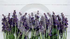 Banner copy space with fresh lavender flowers on white background