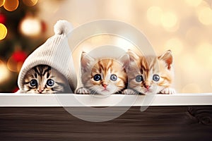 Banner with cute kittens. Group cats above wooden banner looking at camera. Winter signboard or gift card for pet shop