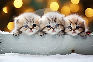 Banner with cute kittens. Group cats above wooden banner looking at camera. Winter signboard or gift card for pet shop