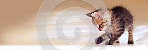 Banner with cute playful kitten, copy space. Tabby cat on white gray background,