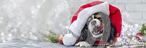 banner of cute puppy in red Santa Claus hat licks his lips with pleasure on white background with garland. Christmas
