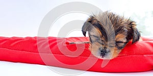 banner: cute sleeping puppy on a red mattress. Space for text