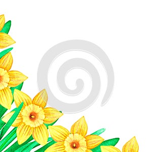 A banner of daffodils. Watercolor vintage illustration. Isolated on a white background. For design.
