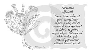 Banner with Dark Bush of Dandelion and Place for Text photo