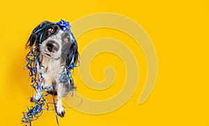 Banner dog birthday present. Cute boder collie sitting covered with ribbon and garland. Isolated on yellow background
