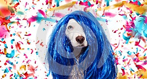 BANNER DOG CARNIVAL OR NEW YEAR COSTUME. TERRIER WEARING A BLUE WIG DISGUISE PARTY. ISOLATED ON WHITE BACKGROUND WITH COFETTI
