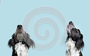Banner dog looking up begging food. Isolated on blue backgorund