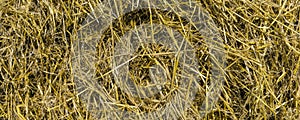 Banner dry yellow hay, grass Background texture after havest