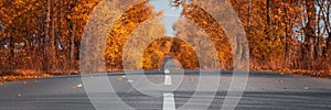 Banner3:1. Empty asphalt road in autumn forest. Autumnal background