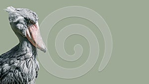 Banner with an enormous and beautiful African shoebill stork isolated at smooth even green background with copy space, closeup,